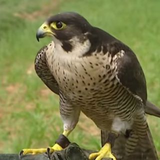 Falco pellegrino scappa dal Pirellone, ritrovato dalla Polizia Locale