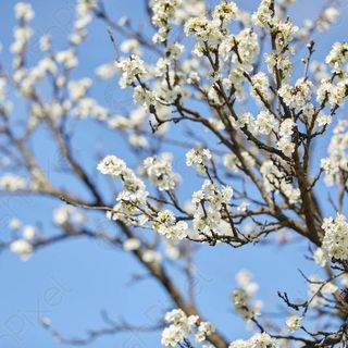 Festa dell’Albero, Cresce il Giardino dei Ciliegi di Trecate