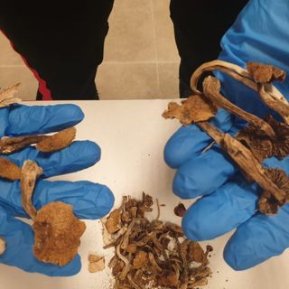 A Milano trovato con dei funghi allucinogeni in casa: arrestato 24enne