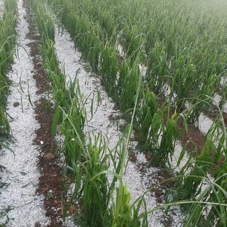Clima, Coldiretti: «Con grandine su siccità danni ai raccolti nelle campagne lombarde»