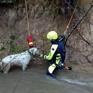Parco delle Groane, i vigili del fuoco salvano un cane dal torrente in piena