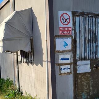 Incursione e micia uccisa. Grave episodio al gattile di Rho