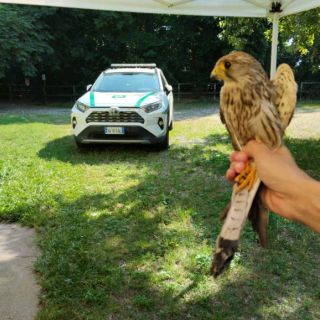 Gheppio ferito salvato dalla Polizia locale di Castano Primo