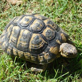 Tartaruga a scuola, portata al centro recupero animali di Vanzago. La Procura apre un'inchiesta