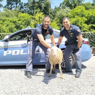 Novara: pecora in tangenziale crea caos agli automobilisti