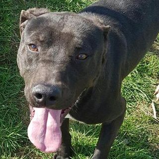 Quattro pitbull seminano scompiglio a Bernate e sbranano tre caprette
