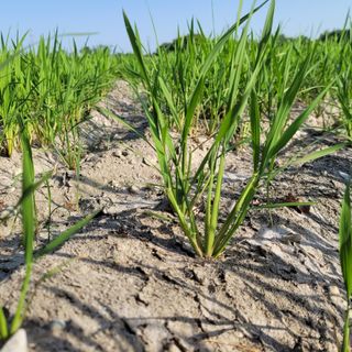 Il sindaco di Robbio: &quot;Morirà la Lomellina agricola&quot;