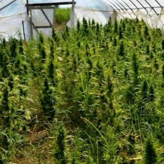 Casale Monferrato: 63enne perde il reddito di cittadinanza e si mette a coltivare marijuana
