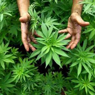 Mamma fa indigestione biscotti alla marijuana, figlio arrestato