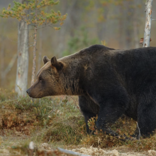 Il Parco Val Grande non accoglierà dal Trentino l’orsa JJ4