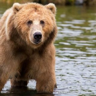 Per non fare come i nuovi barbari, la LAV si candida a portare in salvo l’orsa Jj4: “Uccisione inutile”