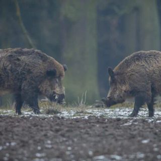 Peste suina: nel Pavese abbattuti 33mila maiali