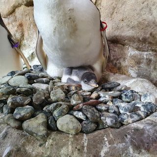 Festa all’acquario di Genova per la nascita di quattro pinguini