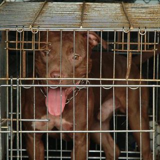 Bimba di due anni e mezzo ferita gravemente da un pitbull nel Milanese