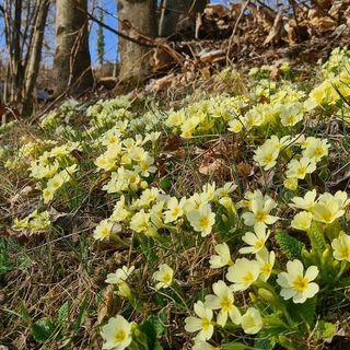 Dal finto inverno alla vera primavera: preparatevi a spalancare le finestre...