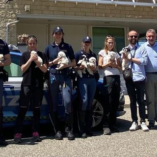 Novara, fermato un furgone sull’A4: salvati nove cuccioli trasportati senza cure né documenti