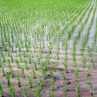 &quot;Niente guerra dell’acqua tra poveri a Novara e Pavia&quot;
