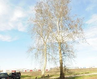 I luoghi del delitto di Marco Perini. Nella foto i platani piantati da Paolo Perini papa’ di Marco per festeggiare la nascita del figlio le piante si trovano sul vialetto di accesso alla cascina Vismara e all’epoca dei fatti tale passaggio era chiuso da una catena e il transito era consentito solo a poche persone. Foto Roberto Garavaglia