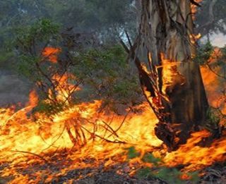 Allerta incendi boschivi in Lombardia: Abbiategrasso diffonde il monito (e l’ordinanza) del Pirellone