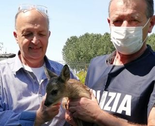 Lacchiarella: cucciolo di capriolo senza mamma recuperato e salvato dalla Polizia Metropolitana