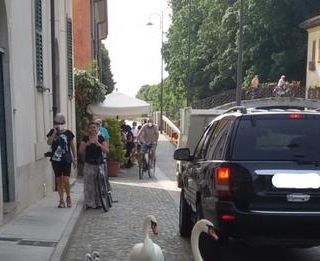 Robecco: famiglia di cigni a spasso lungo via Ripa Naviglio (FOTO)