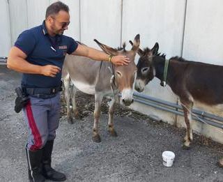 Castano Primo: due asini vagano lungo la Boffalora-Malpensa, allarme tra gli automobilisti
