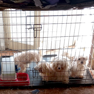 Sequestrati undici cani dalle guardie zoofile Oipa di Pavia in collaborazione con ATS e Polizia locale