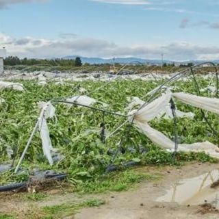 Maltempo, Coldiretti Lombardia: campagne senza tregua