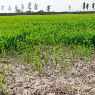 Siccità, Est Sesia: cauto ottimismo per la prossima stagione irrigua