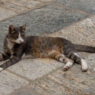 L’oasi e le colonie feline di Trecate saranno gestiti da Oasi Felina