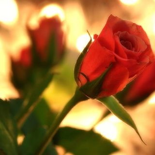 San Valentino: piante e fiori più gettonati dei cioccolatini. E non si rinuncia alla cena “fuori”
