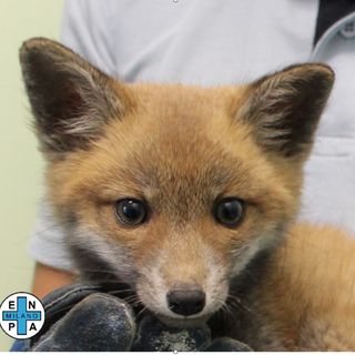 Il cucciolo assistito dall'Enpa di Milano - foto dalla pagina Facebook ufficiale