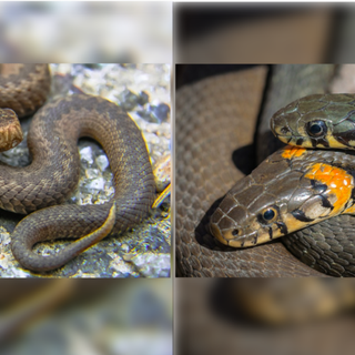 Biscia o vipera? Come distinguere l'innocuo dal velenoso e come comportarsi in caso di avvistamento