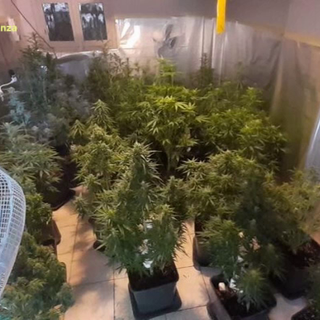 Traffico di sostanze stupefacenti tra Pavia e Zinasco: arrestate 9 persone e sequestrate quattro piantagioni di marijuana