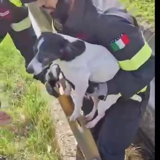 Siziano: cane di piccola taglia finisce accidentalmente in un fosso, salvato dai Vigili del fuoco. Le immagini