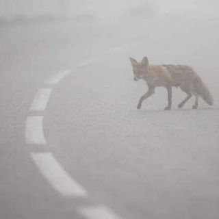 La volpe spaesata nel fumo, foto postata dalla dottoressa Pais