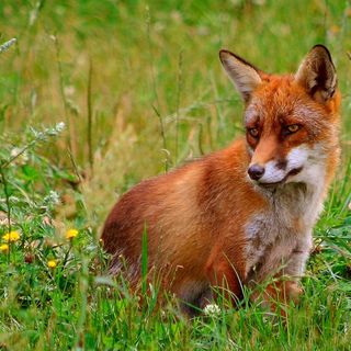 Volpe salvata e rimessa in libertà nel Parco delle Groane