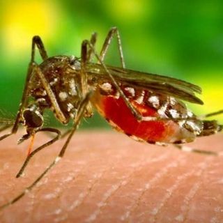 298 casi di West Nile in Italia, 9 decessi in Lombardia