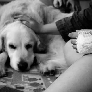 Quattro zampe in corsia: curarsi &quot;coi cani&quot;, negli ospedali del Gruppo San Donato