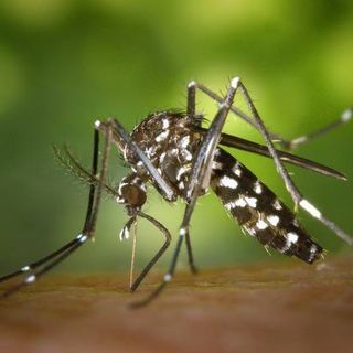 In Lombardia arriva la zanzara coreana. Resistente al freddo…