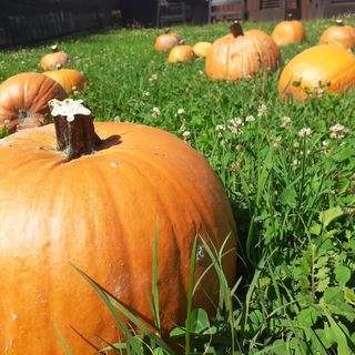 San Martino Siccomario: 23 e 24 ottobre, tutto esaurito per l’appuntamento al Pumpkin Patch di PuraVida Farm con Gli artisti nel bosco