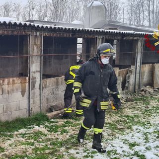 - VIDEO - Vigevano: crolla il tetto in un allevamento di maiali, soccorsi 400 capi