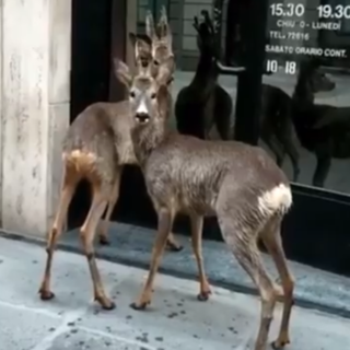 LA CURIOSITA': Due caprioli a spasso nel centro di Casale Monferrato - IL VIDEO