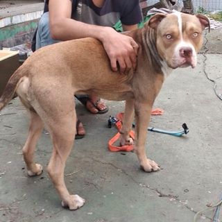 Infastidito dai cani sparge veleno sul marciapiede: 70enne denunciato a Novara