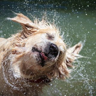 Con le temperature roventi anche i nostri cani sono a rischio: ecco come intervenire