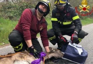 Cerbiatto cade nel Naviglio Grande a Turbigo, salvato dai Vigili del Fuoco