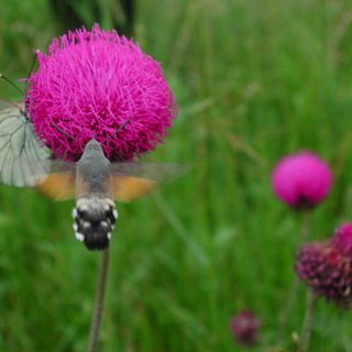Butterflywatching : torna il corso per imparare a riconoscere le farfalle