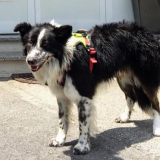 Cochise, il border collie del Soccorso Alpino