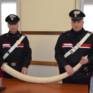 Broni: trovato con una zanna di elefante all'interno dell'auto, nei guai un 52enne