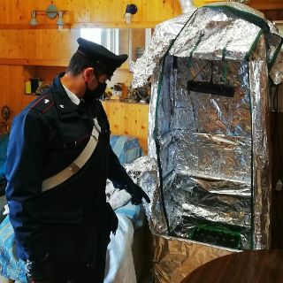 Pavia: germogli di marijuana tra le mura domestiche, denunciati madre e figlio